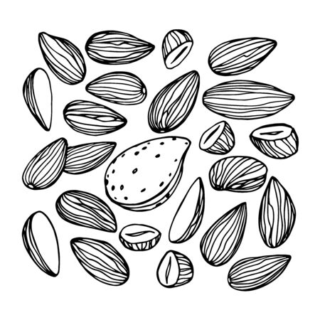 set of peeled almond kernels, element of decorative ornament or pattern, vector illustration with black contour lines isolated on a white background in doodle and hand drawn styleのイラスト素材