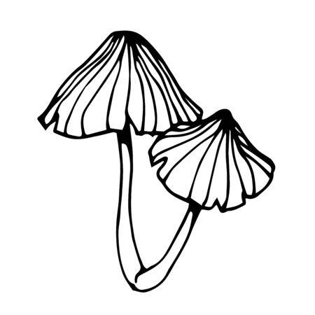 forest poisonous fungus, toadstool, ingredient for magical antidote, potions, medical drugs, vector illustration with black contour lines isolated on a white background in hand drawn & doodle styleのイラスト素材