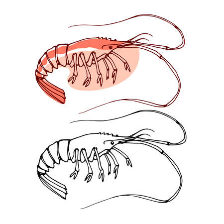 pink sea shrimp, for menu decoration, delicious seafood, vector illustration with black ink contour lines isolated on white background in doodle & hand drawn styleのイラスト素材