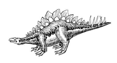 prehistoric Jurassic reptile, herbivorous stegosaurus dinosaur with a crest & spines on its tail, vector illustration with black ink lines isolated on a white background in a hand drawn styleのイラスト素材
