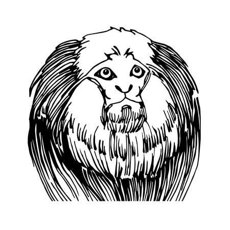 shaggy head of a marmoset monkey, a funny smart pet with an emotional face, vector illustration with black ink lines isolated on a white background in a hand drawn styleのイラスト素材