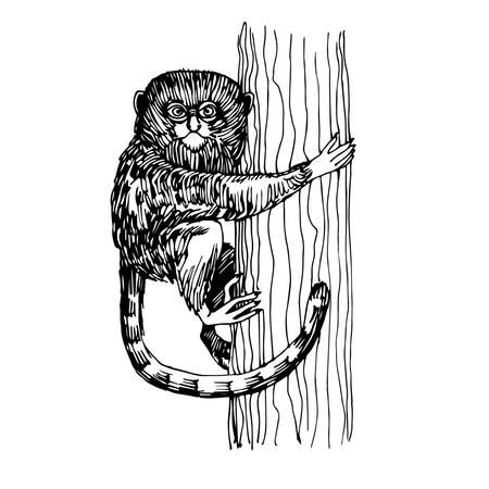 pygmy marmoset monkey sitting on a tree, funny smart pet with an emotional face, vector illustration with black ink lines isolated on a white background in a hand drawn styleのイラスト素材