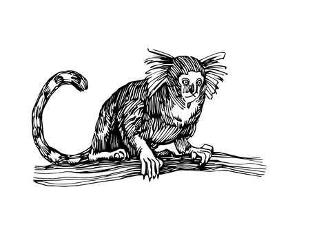marmoset monkey sitting on a branch, funny smart pet with an emotional face, vector illustration...