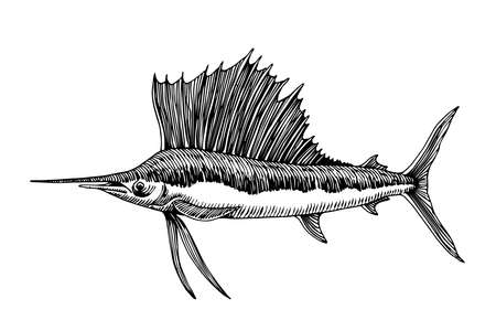 sailfish, marlin with large fin, commercial marine fish, delicious seafood, engraving, sketch, vector illustration with black ink lines isolated on a white background in a hand drawn styleのイラスト素材