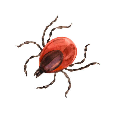 red european forest mite, parasite insect, ixodes ricinus, infection carrier, bloodsucker, color...
