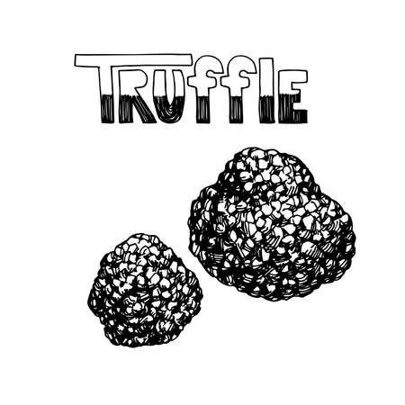 A set of black truffles. Forest edible mushrooms, delicious food, tasty spices. Engraving. Vector illustration isolated on a white background in a doodle and hand drawn style.のイラスト素材