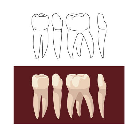 A set of human teeth, such as incisor, fang, premolar and molar. Color vector illustration isolated on a white background in a cartoon and flat design.のイラスト素材