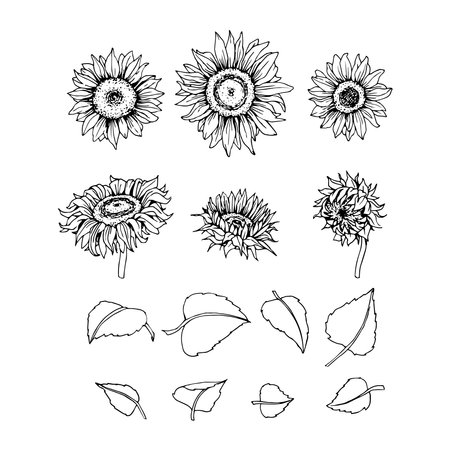 A set of sunflowers with leaves for design and patterns. Vector illustration with black contour lines, isolated on a white background.のイラスト素材