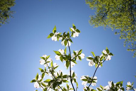 This photo contains image of green branch with white flowersの写真素材