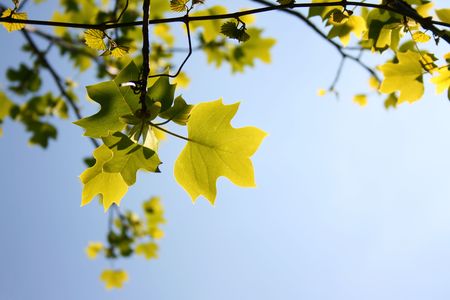 photo contains green tree leaves on blue summer skyの写真素材