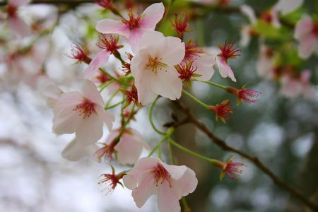 a picture shows a branch of beutiful cherry blossom in spring forestの写真素材