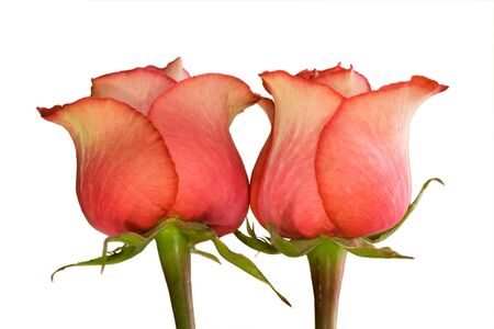 two pink rose isolated on whiteの写真素材