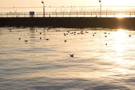 sunset over old sea pier with seagullの写真素材