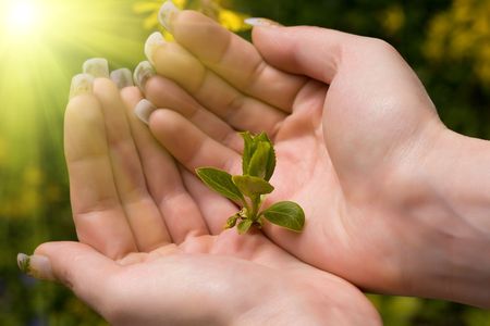 green plant in female's hand with sunlightの写真素材