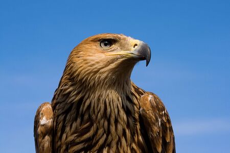 Eagle portrait over blue sky