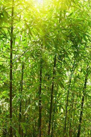 natural bamboo forest with sunlightの写真素材