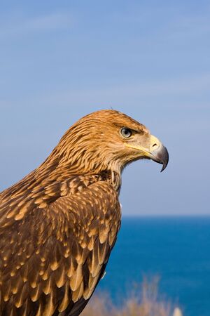 close up portrait of eagle over blue skyの写真素材