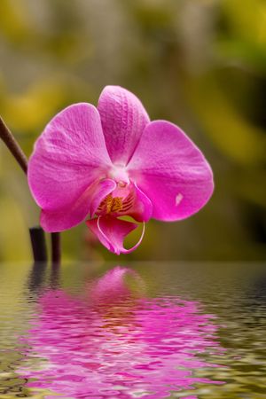 Purple orchid reflects in waterの写真素材