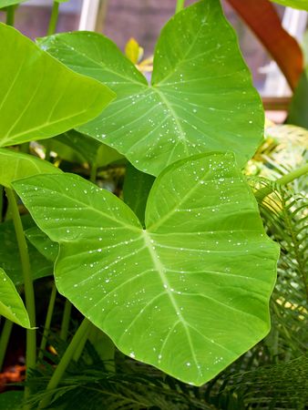big fresh green leaves with water dropletsの写真素材