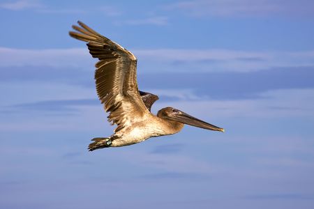 a big brown pelican flying over blue skyの写真素材
