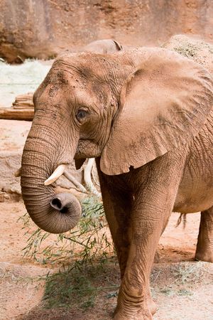 African Elephant in Atlanta zoo, Georgia, USAの写真素材