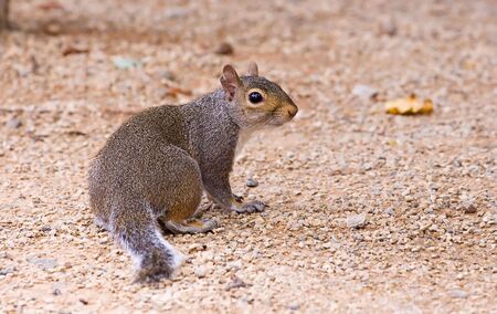 Grey squirrelの写真素材