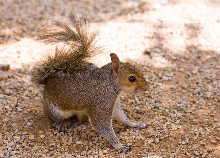 grey squirrel closeupの写真素材