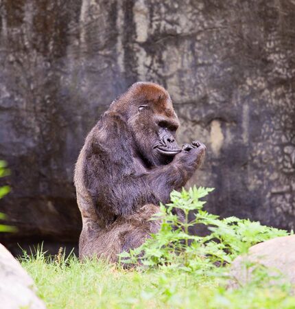 big male gorilla. Atlanta zoo, Georgia, USAの写真素材