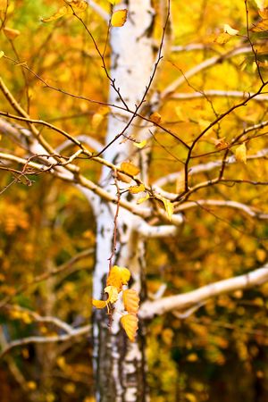 Birch tree at autumnの写真素材
