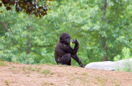 African chimpanzeeの写真素材