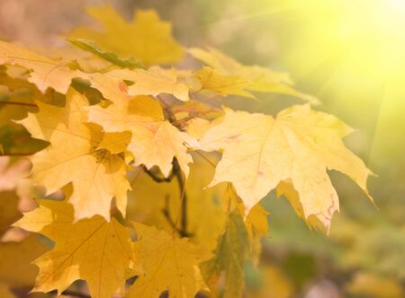 autumn leaves background with sunlight