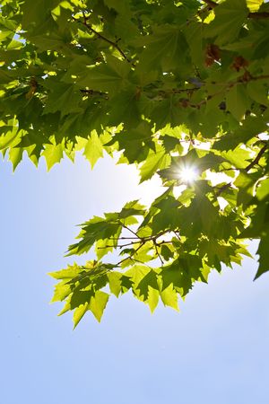 background of green maple leavesの写真素材