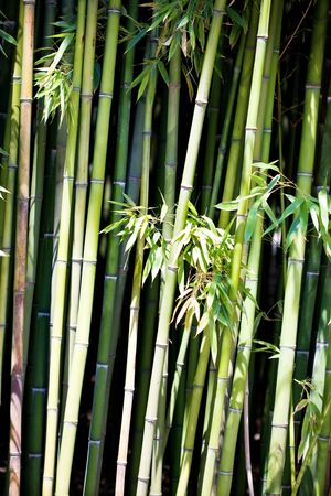 Asian Bamboo forest with morning sunlightの写真素材