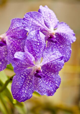 violet orchids in the gardenの写真素材