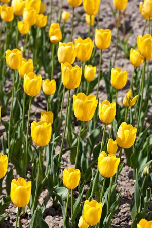 field of yellow tulipsの写真素材