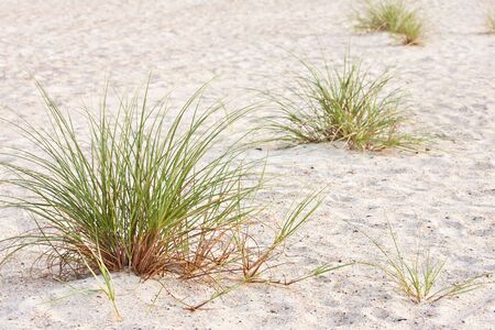 Beach sand dune grassesの写真素材
