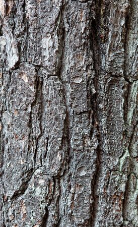 Tree bark textureの写真素材