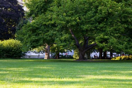 summer park treesの写真素材