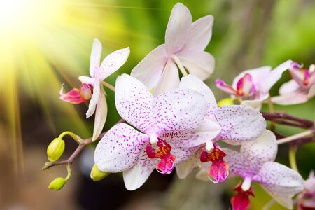 Branch of white tropical orchid with sunlightの写真素材