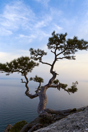 Lonely juniper tree at sunset. Crimea, Ukraineの写真素材