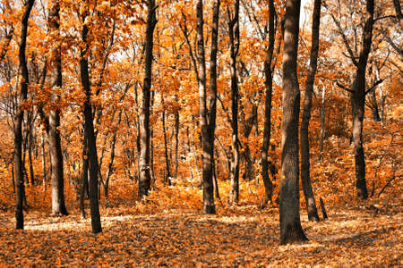 Autumn at the forest