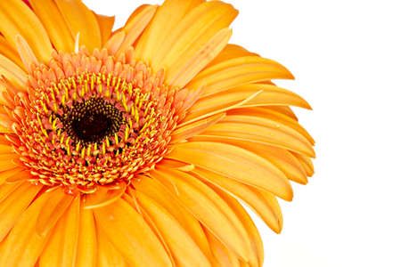 Orange gerbera flower isolated on whiteの写真素材