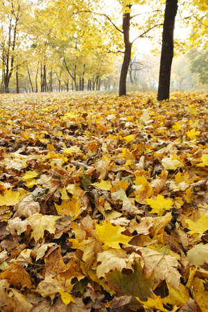 Autumn at the parkの写真素材