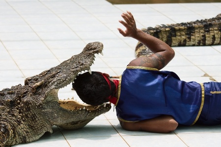 KOH SAMUI, THAILAND - JULY 11: Crocodile wrestler performing a show in July 11, 2011 in Koh Samui, Thailand.の写真素材
