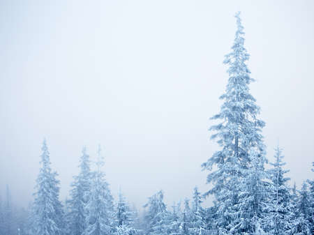 Winter fir trees on snowstorm weatherの写真素材