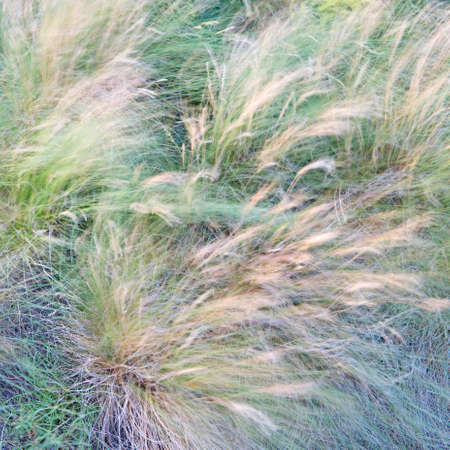 Green grass abstract backgroundの写真素材