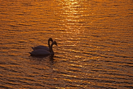 A couple of swans over the sunset at seaの写真素材