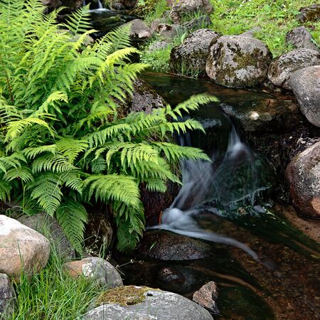 The forest creekの写真素材