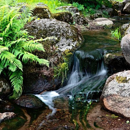 The forest creekの写真素材