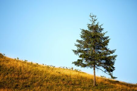 Lonely tree on the mountain hillの写真素材